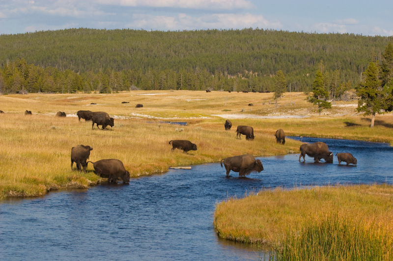 Bison Crossing Nez Perce Creek